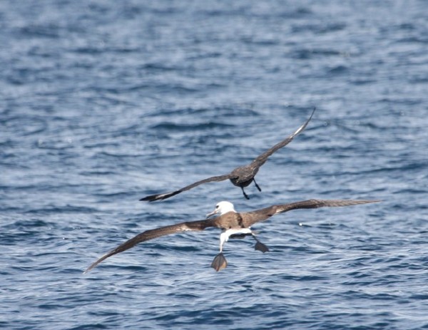Laysan Albatross & South Polar Skua